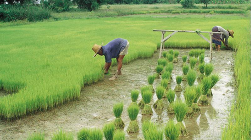 natural farming natural farming