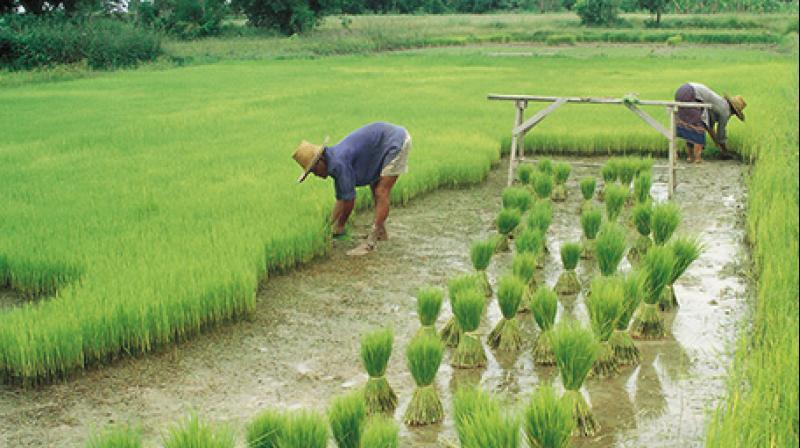 natural farming