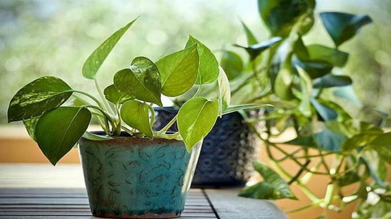 Money plants