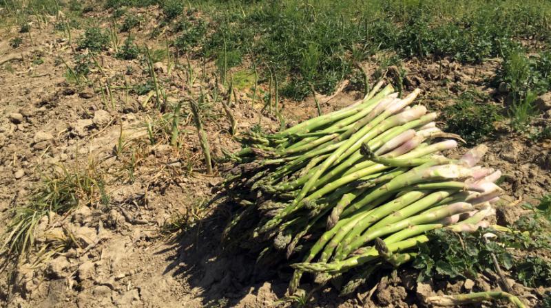 Asparagus Agriculture