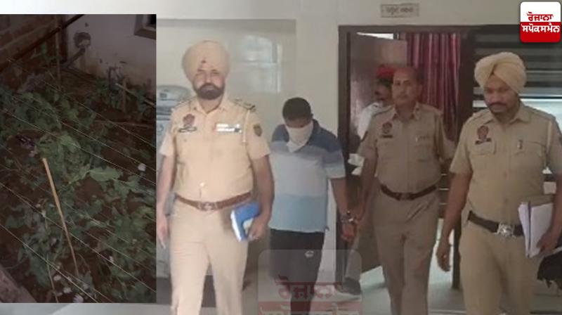 Person who cultivate opium at home arrested Person who cultivate opium at home arrested