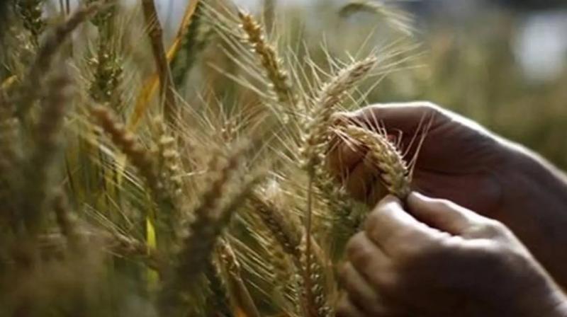 No reports of impact of rains on wheat, other crops: Agriculture ministry officials No reports of impact of rains on wheat, other crops: Agriculture ministry officials