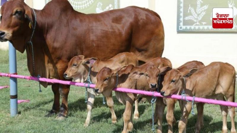Take special care of these things after the birth of calves. Take special care of these things after the birth of calves.