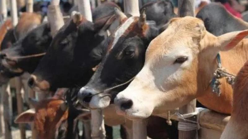  Make cow national animal : Allahabad HC