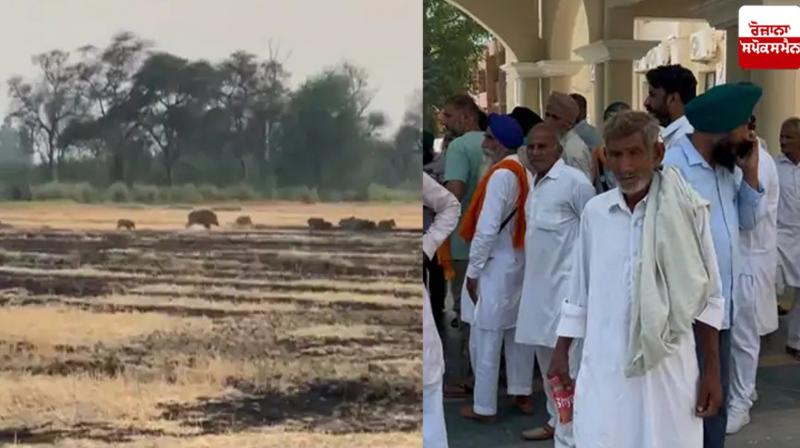 Pakistani wild boars entered the Fazilka border Pakistani wild boars entered the Fazilka border