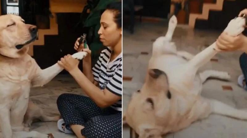 Hilarious video Of Dog Acting On Tiktok viral