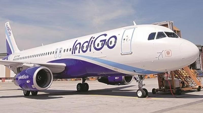 indigo indigo