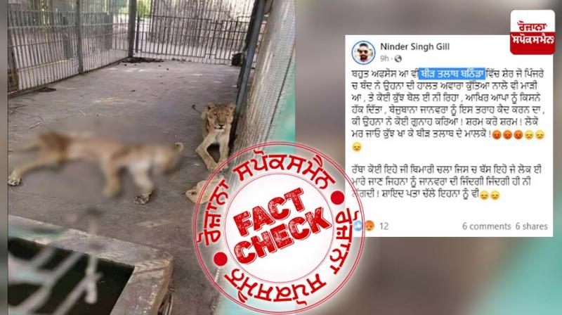 Fact Check Image of Starving Lions is Not From Bir Talab Zoo Bathinda Fact Check Image of Starving Lions is Not From Bir Talab Zoo Bathinda