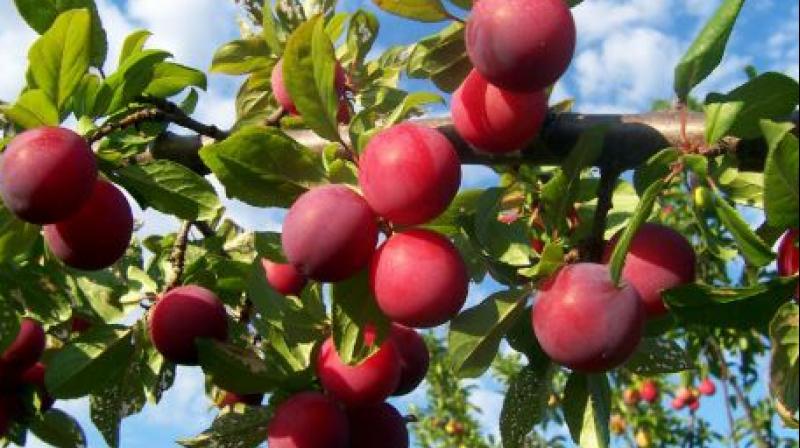 Plum Plum