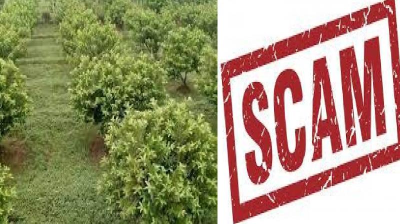 Guava Bagh scam: Punjab govt soft on IAS officers, no action taken in 2 cases Guava Bagh scam: Punjab govt soft on IAS officers, no action taken in 2 cases