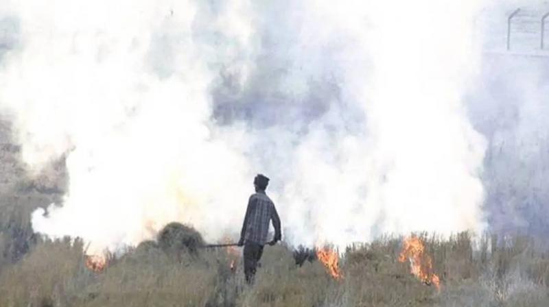 60 percent of stubble burning cases in Punjab came from Tarn Taran, Amritsar, Gurdaspur 60 percent of stubble burning cases in Punjab came from Tarn Taran, Amritsar, Gurdaspur