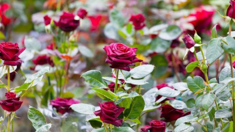 Immunity is strengthened by consuming rose flower Immunity is strengthened by consuming rose flower