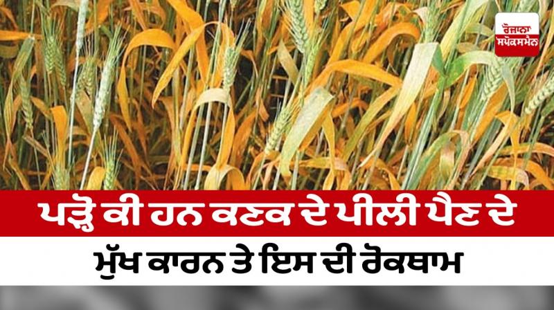 Read what are the main causes of yellowing of wheat and its prevention Read what are the main causes of yellowing of wheat and its prevention