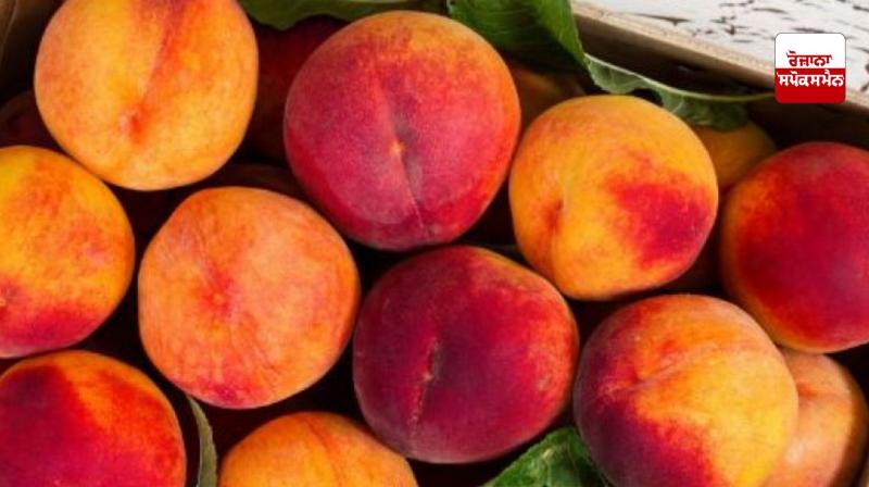 Summer Fruits Summer Fruits