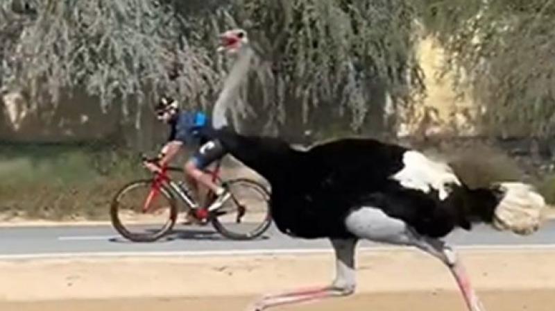 Dubai Prince races with ostrich