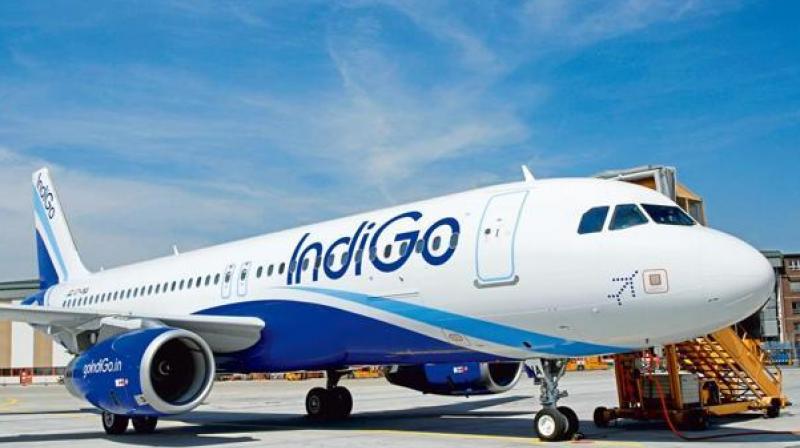 Indigo Indigo