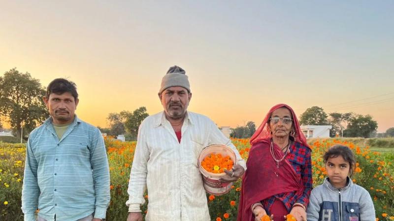 Flower farming changed the life of 3 brothers, today they are earning lakhs of rupees by flower farming Flower farming changed the life of 3 brothers, today they are earning lakhs of rupees by flower farming