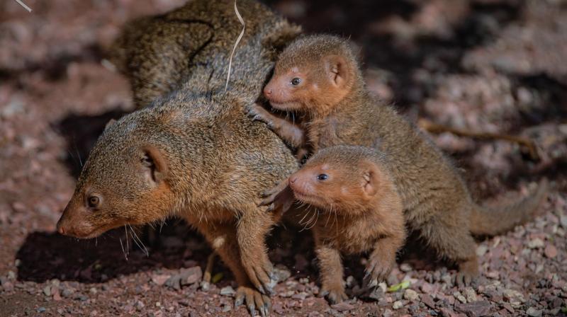 More than 1 million mink to be killed to contain spread of coronavirus in Denmark More than 1 million mink to be killed to contain spread of coronavirus in Denmark