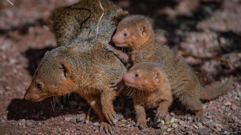 More than 1 million mink to be killed to contain spread of coronavirus in Denmark