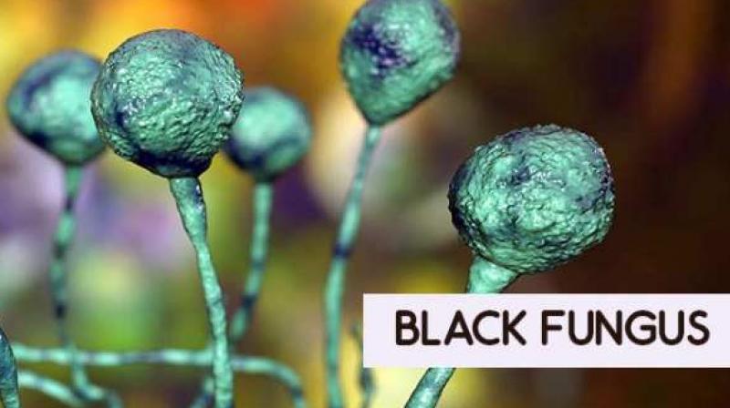 Black Fungus Black Fungus