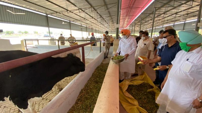 Health Minister Sidhu inaugurates Punjab's first modern Gaushala Health Minister Sidhu inaugurates Punjab's first modern Gaushala