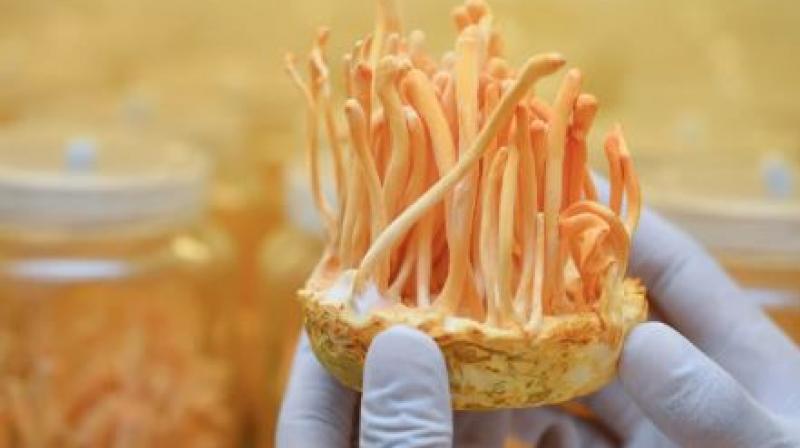 Cordyceps Sinensis Cordyceps Sinensis