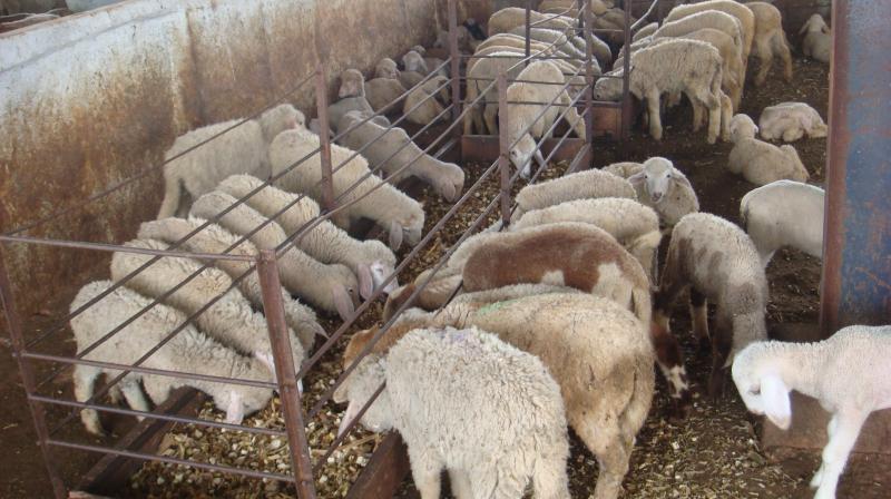 Sheep Farming