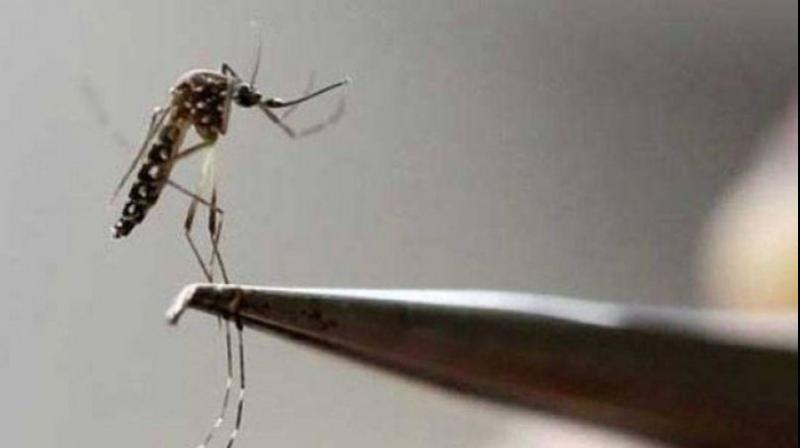 Dengue Dengue