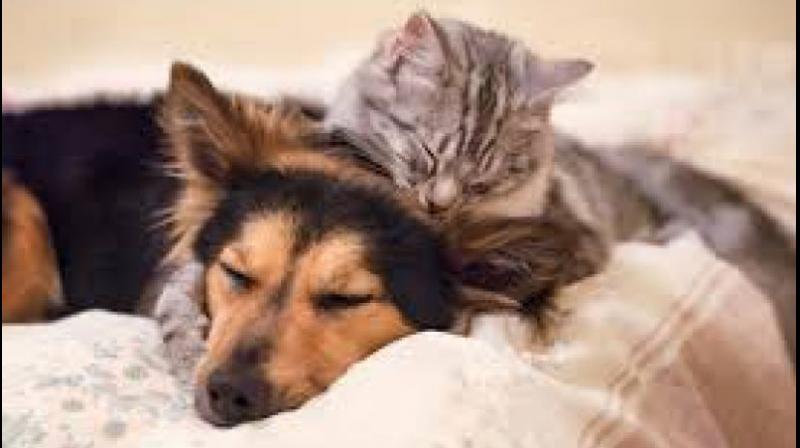 Cats and Dogs Cats and Dogs