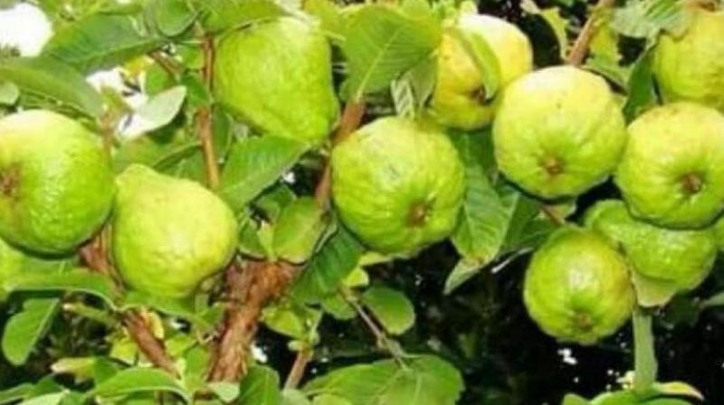 Guava Guava