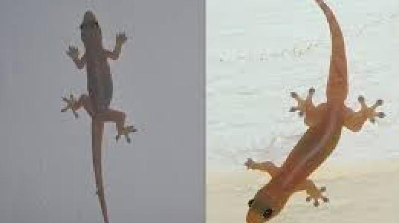 Lizards Lizards