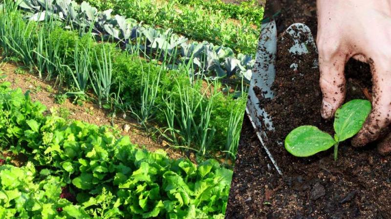 Crops Manure Fertilizer Crops Manure Fertilizer