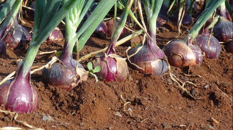Onion Farming Onion Farming