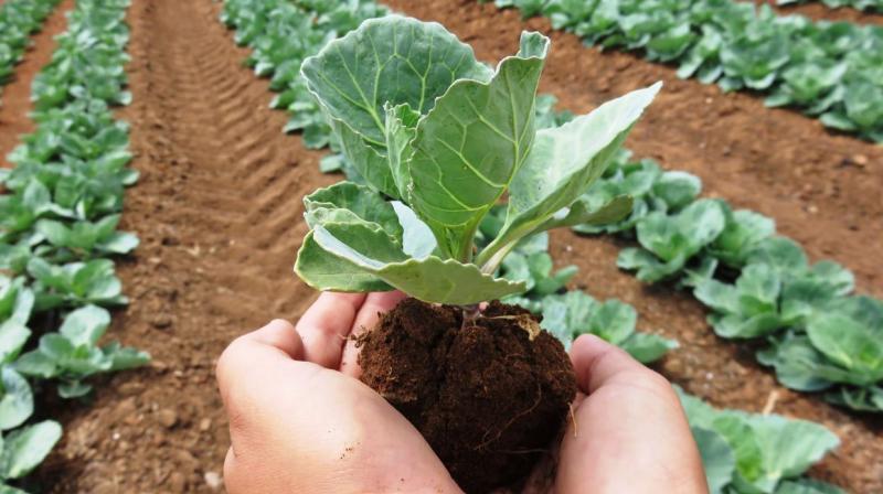 Organic Farming Organic Farming
