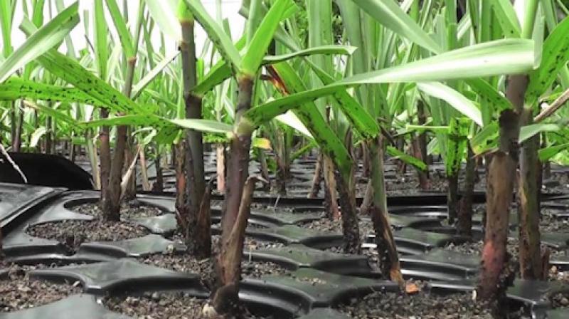 Sugarcane Sugarcane