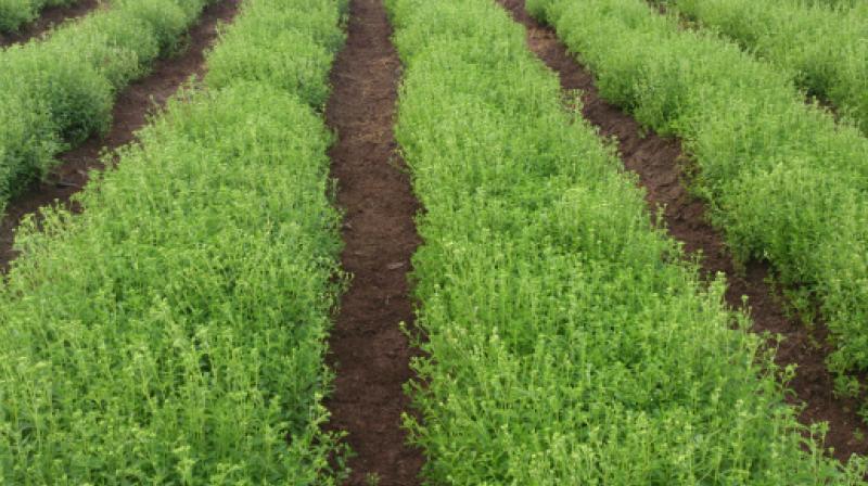 Stevia Stevia