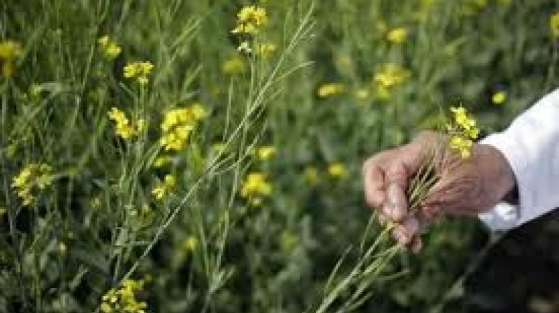 Mustard Farming Mustard Farming