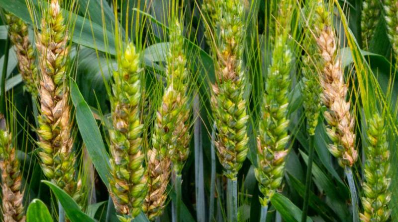 Wheat Crop Wheat Crop
