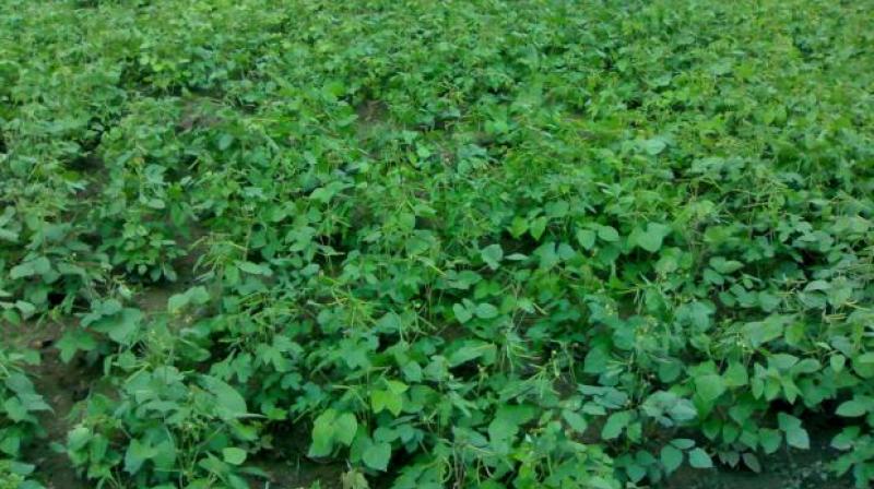Moong Farming Moong Farming