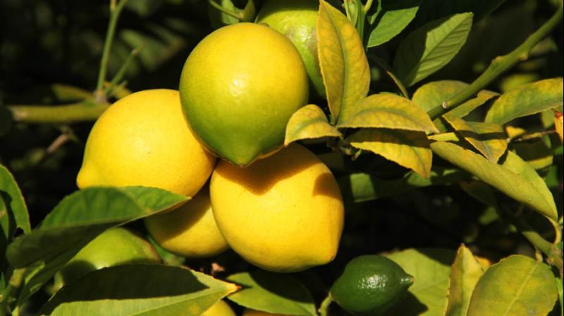 Lemon Lemon