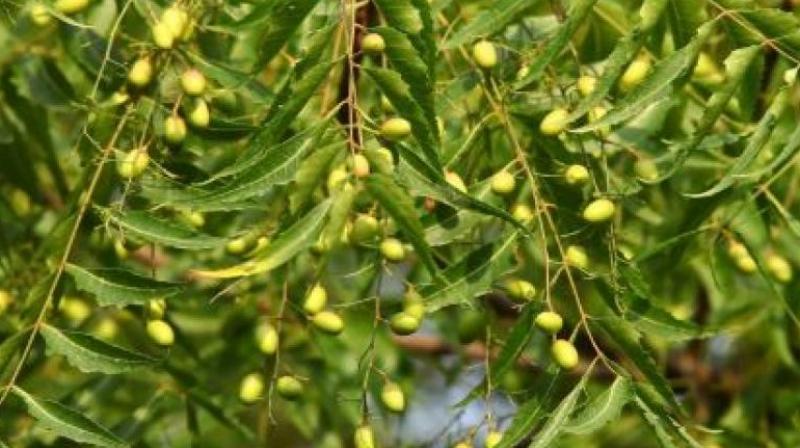 Neem Neem