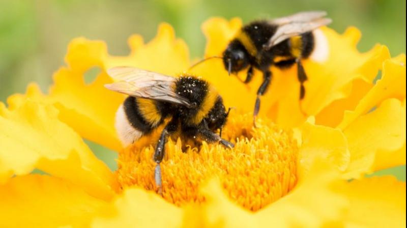 HoneyBees HoneyBees