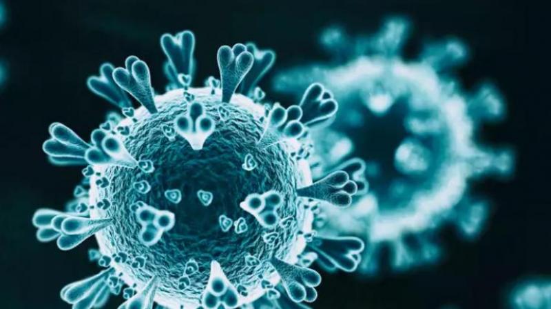 corona virus corona virus