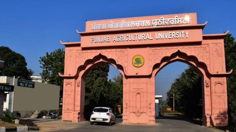 Punjab Agriculture University Punjab Agriculture University