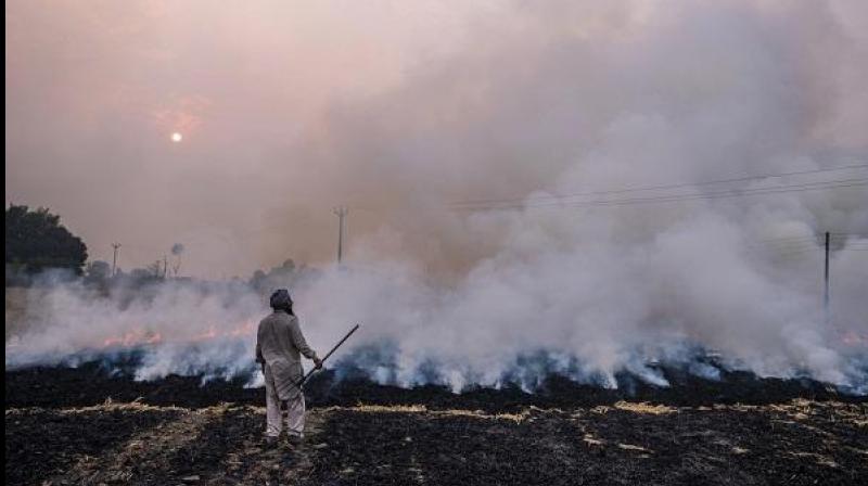 Punjab, Delhi plan cash incentive for farmers in border state for not burning stubble Punjab, Delhi plan cash incentive for farmers in border state for not burning stubble