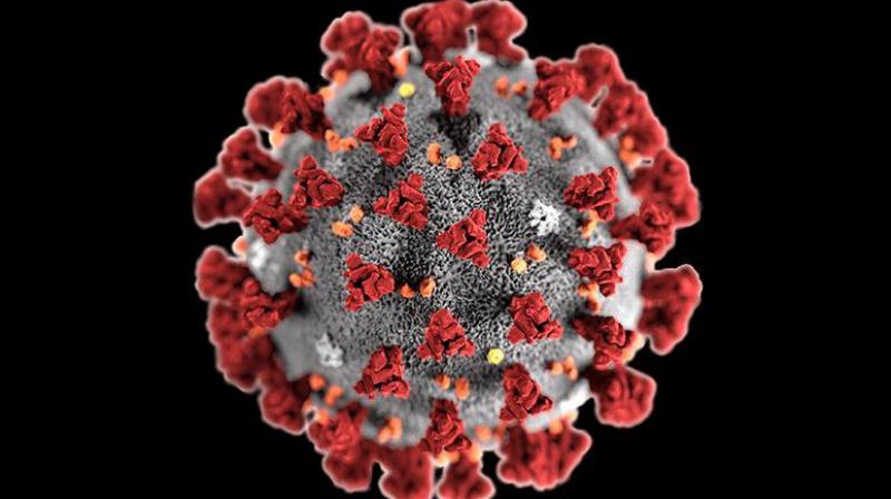 Corona Virus Corona Virus