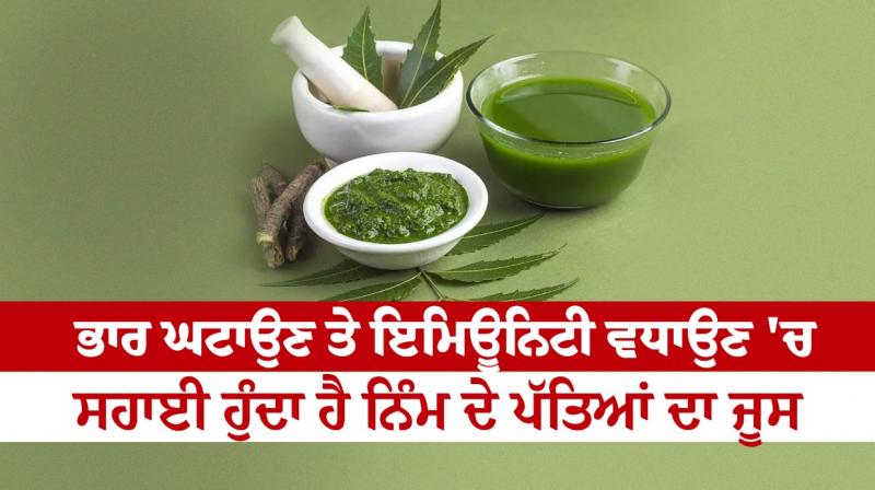 Neem leaf juice helps in weight loss and increasing immunity Neem leaf juice helps in weight loss and increasing immunity