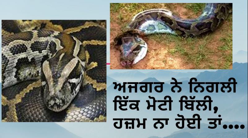 Python swallowed big cat Python swallowed big cat
