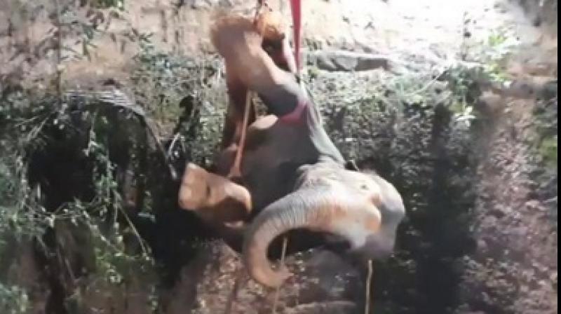 elephant elephant