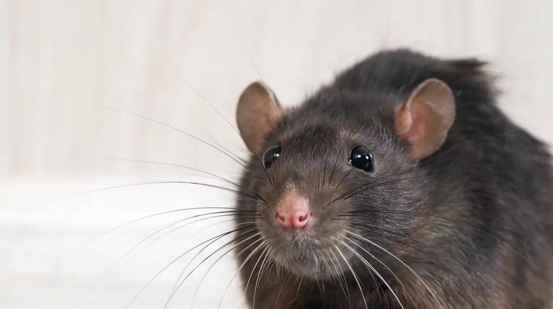 rat